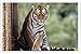 Produktbild Metall Poster Platte Wand-Dekor Blechschild von Tiger Big Cat Predator Sitting Waiting 52431 20*30cm