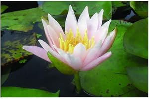 Lincolnshire Pond Plants Ltd Dollhouse Water Lily - Pond Plants - Water Lilies - Aquatic Plants