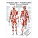 Produktbild Sport-Tec Triggerpunkte Mini-Poster Anatomie 34x24 cm medizinische Lehrmittel