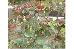 RP Seeds Eucalyptus rubida (Candle Bark Gum) - 25 Seeds