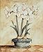 Produktbild Artland Poster Kunstdruck aufgezogen auf Holz-Platte Wand-Bild Tina Chaden Weiße Amaryllis Botanik Blumen Amaryllis Malerei Creme 59 x 49 x 1,2 cm A1BV