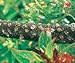Weeping Garden Hose - 50 Metres