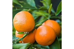 PERAGASHOP 1 PIANTA DI CITRUS CLEMENTINA IN VASO 18CM agrumi orto giardino