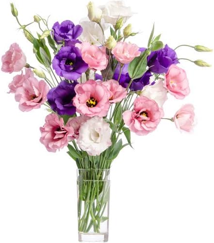 Fresh Delicate and Dainty Flowers with FREE Delivery - A delighfully bouquet of contrasting Pink, Purple and White Lisianthus hand tied in matching cellophane using real floristy skills and a big hand made bow