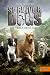 Produktbild Survivor Dogs. Die verlassene Stadt: Band 1 (Gulliver)