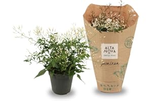 Jazmín Planta Natural | DECOALIVE | Jasminum | Flores Blancas de Exterior