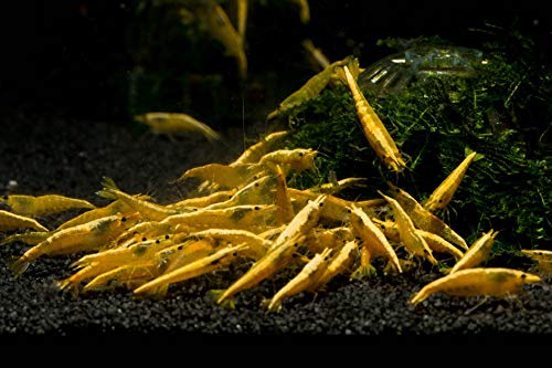 Yellow Fire neon Garnele (Importtiere) A+ Qualität, 10 Stück