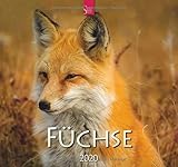 Füchse: Original Stürtz-Kalender 2020 - Mittelformat-Kalender 33 x 31 cm by