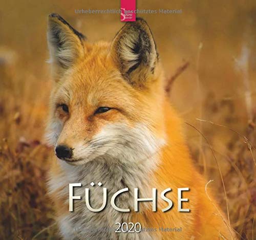 Füchse: Original Stürtz-Kalender 2020 - Mittelformat-Kalender 33 x 31 cm