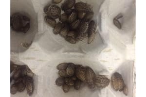 Livefood UK 30 x Live Feeder Cockroach Blaptica Dubia Small size 10-20mm Roach