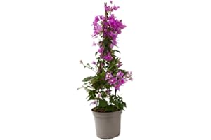 Verdecora Buganvilla 3 tallos | Flor de Papel | Planta natural de exterior con flor en maceta con tutores | Planta trepadora | Perfecta para decorar el jardín, balcón, terraza (Maceta 3 Litros)