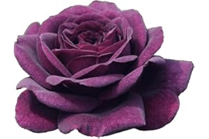 Purple Eden®, rosaio vivo Rose Barni®, rosa viola scuro, pianta cespugliosa e compatta, profumata, adatta alla coltivazione in vaso, resistente ai parassiti, rifiorente fino autunno cod.72082