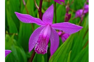 ZAC Wagner Sumpforchidee violett (Bletilla striata) Teichplanzen Teichpflanze Teich