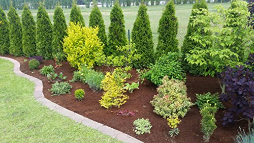 24 x 650 Gramm = 216 Liter Kokoshumus als Beetabdeckung – die Alternative zu Rindenmulch Humusziegel Kokosfaser Brikett Kokosfaserhumus Kokos Mulch Deko - 4