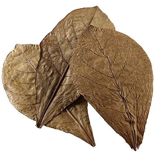 Hobby catappa Leaves, 12 Unidades