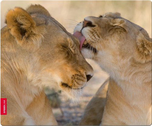 Speedlink Silk Mauspad Löwe (weiche Oberfläche, geringer Gleitwiderstand, gummierte Unterseite, verschiedene Motive)