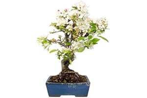 BONSAI MANZANO 10 AÑOS MISTRAL BONSAI