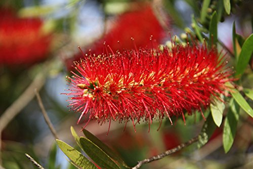 Callistemon Australischer Lampenputzer Zylinderputzer Zierpflanze Zitronenduft - verschiedene Größen (100-120cm - Topf 30cm)
