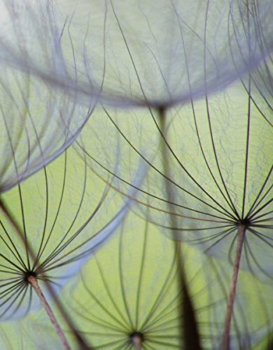 Download Löwenzahnsamen: Blankbook (Blankbook (RB906)) Download Löwenzahnsamen: Blankbook (Blankbook (RB906))