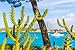 Produktbild Alu-Dibond-Bild 140 x 90 cm: "Majorca Cala Fornells beach Paguera Peguera", Bild auf Alu-Dibond