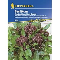 Basilikum Thaibasilikum Siam Queen