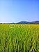 Produktbild Poster-Bild 70 x 90 cm: "Rice field", Bild auf Poster