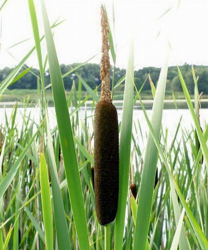 Breitblättriger Rohrkolben / Typha Latifolia im 9x9 cm Topf