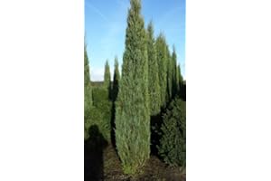 PLANTENWELT WIESMOOR blauer Raketen Wacholder Juniperus scopulorum Blue Arrow 50-60 cm hoch im 4 Liter Pflanzcontainer