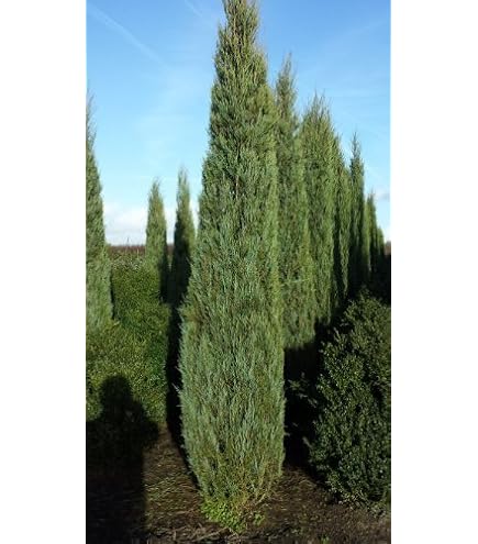 Kriechender Wacholder 40-50cm - Juniperus communis - lebende Gartenpflanze  aus den Baumschulen : Amazon.de: Garten