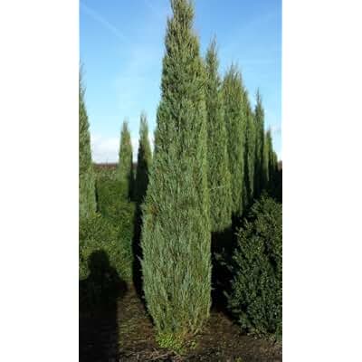 Suchergebnis auf Amazon.de für: Zypressen: Garten