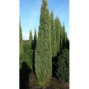 blauer Raketen Wacholder Juniperus scopulorum Blue Arrow