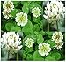 Produktbild 10,000 White Dutch Clover Seeds nectar source for bees and butterflies ~FRAGRANT by MySeeds.Co