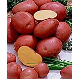25x Solanum Tuberosum"Désirée'' | Kartoffeln festkochend | Gemüse anbauen | Gärtnern nebenbei | 25 Knollen