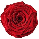 ETERNAL ROSES, XXL Rosenkopf, ko