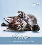 Katzen 2015 - Cats - Postkartenkalender (15 x 16) by 