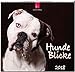 HundeBlicke: Original Stürtz-Kalender 2018 - Mittelformat-Kalender 33 x 31 cm by