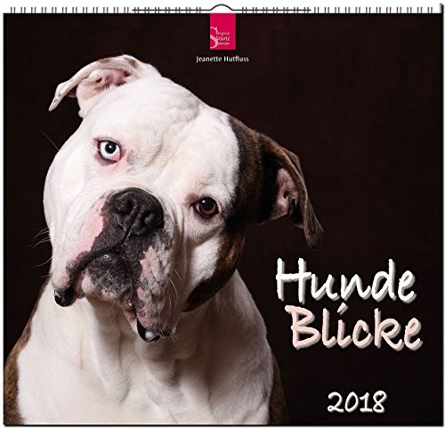 HundeBlicke: Original Stürtz-Kalender 2018 - Mittelformat-Kalender 33 x 31 cm