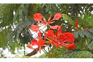 GENERICO Pianta Delonix regia, albero del fuoco, foto reali