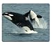 Produktbild Two Black White Whales Playing Ocean Mouse Pads Customized Made to Order Support Ready 9 7/8 Inch (250mm) X 7 7/8 Inch (200mm) X 1/16 Inch (2mm) High Quality Eco Friendly Cloth with Neoprene Rubber MSD Mouse Pad Desktop Mousepad Laptop Mousepads Comfortable Computer Mouse Mat Cute Gaming Mouse_pad