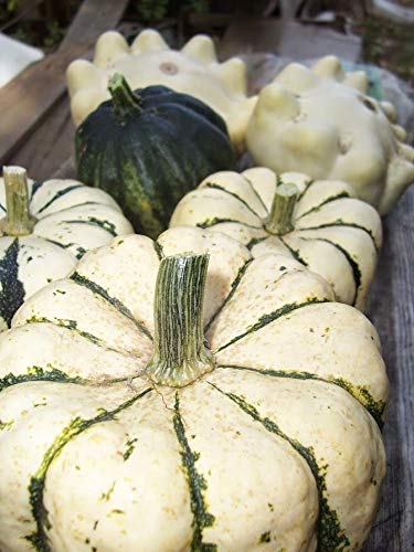 Preisvergleich Produktbild AGROBITS Swe pling Pumpkin - 10 + - ALLE WUNDER!