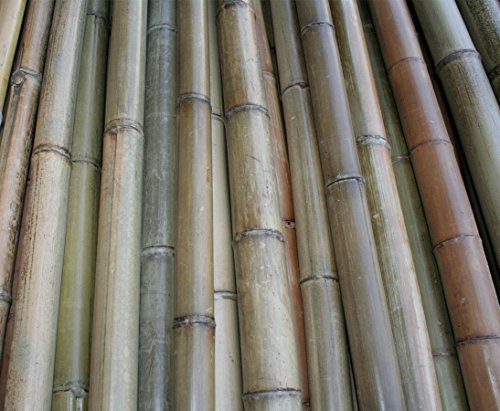 Bambusrohre Moso 200cm gelbbraun Durch. 6 bis 7cm, hitzebehandelt – Bambus Rohr Bambus Latten farbige Bambusrohre Bamboo Bambus Halbschale Bambusstangen –> großes Sortiment an Bambusrohre und Rohre aus Bambus Bambus-Rohre - 3