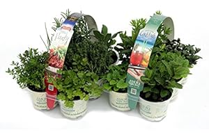 AMORI E AROMI ERBE AROMATICHE in set da n.6 vasi per insaporire grigliate + set da n. 6 vasi per guarnire e aromatizzare COCKTAIL e TISANE (in vaso Ø 9 cm)