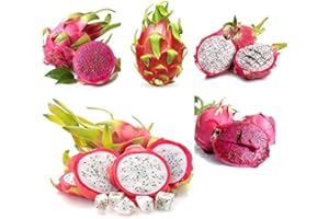 FLOWER FIELD STORY 200 piezas de semillas de pitaya mixtas arbusto trepador resistente perenne para plantación de balcón de jardín interior nutritivo y delicioso fruta de dragón
