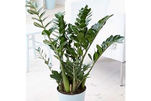 PRGN 1 PIANTA DI ZAMIOCULCAS IN VASO 17CM DA INTERNO APPARTAMENTO