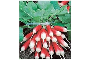 MAELSA RADIS DE 18 JOURS 1/2 LONG DJ sachet de 8 grammes Environ