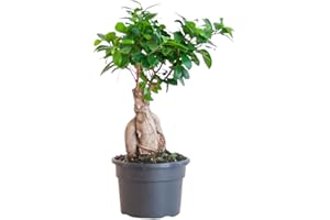 BloomPost Bonsai Ficus Ginseng - 25-35 cm Plante d'Intérieur - Plantes d'Intérieur Faciles d'Entretien Pour la Maison et le Bureau - Plante Purificatrice d'Air - Dans le Pot de Culture