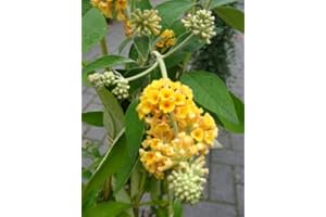 PLANTENWELT gelbbühender Schmetterlingsstrauch Buddleja Sungold 60-80 cm im 5 Liter Pflanzcontaier