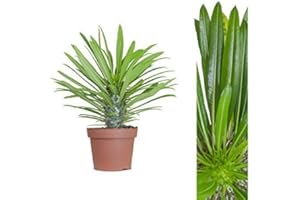 INTERFLOWERS GMBH Madagaskarpalme 30cm +/- Pachypodium lamerei Zimmerpflanze, Topfpflanze