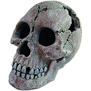 haquos Human Skull 2, 18x 13x 13cm