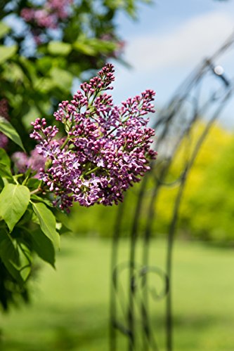 Rosenbogen 10mm Massiveisen! Breite: 200cm Schwarz aus Metall - 2